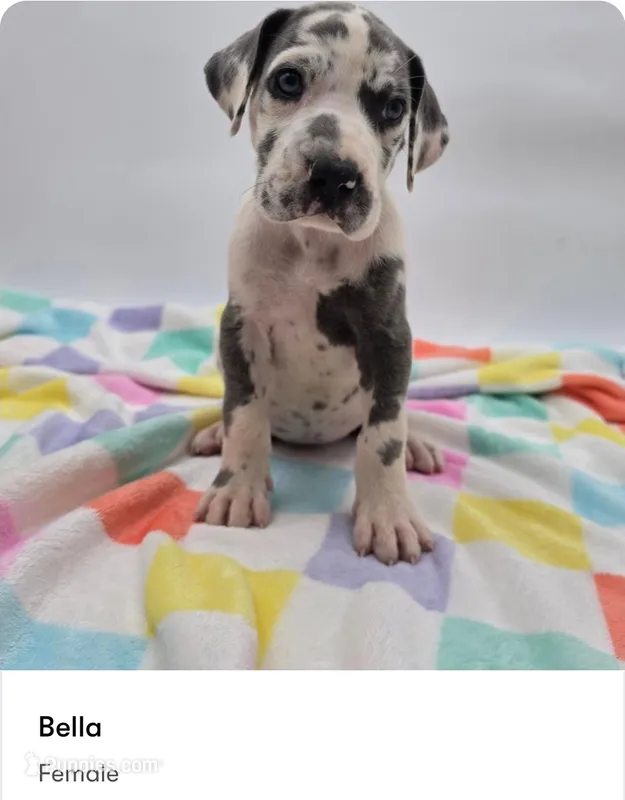 Bella – Great Dane puppy for sale in Kannapolis, NC