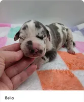 Bella, a female Great Dane for sale in Kannapolis, NC – 1 of 1
