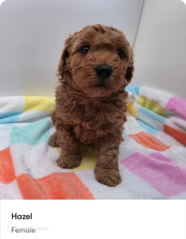 Hazel – Poodle - Miniature  puppy for sale in Kannapolis, NC