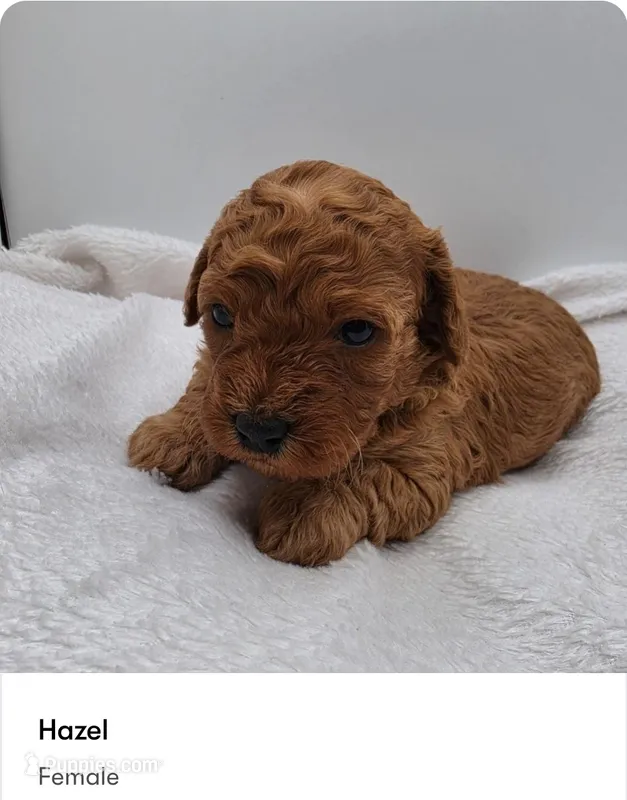 Hazel – Poodle - Miniature  puppy for sale in Kannapolis, NC