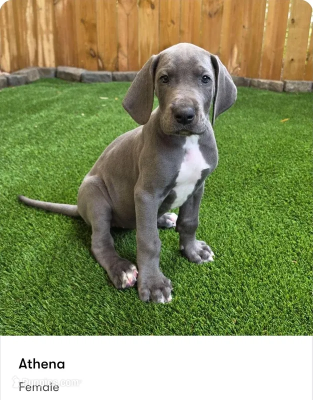 Athena – Great Dane puppy for sale in Kannapolis, NC