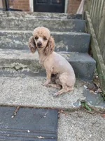 Rose, a female Poodle - Miniature  for sale in Kannapolis, NC – 2 of 3