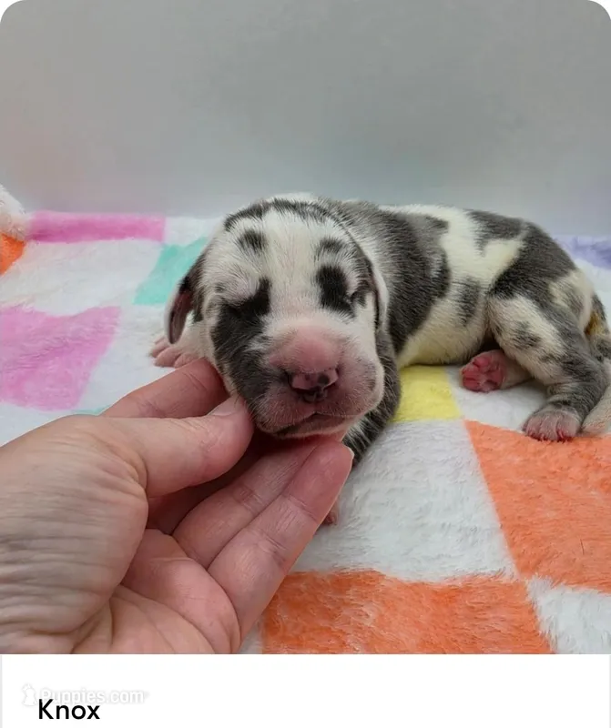 Knox – Great Dane puppy for sale in Kannapolis, NC