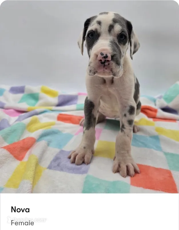 Nova – Great Dane puppy for sale in Kannapolis, NC