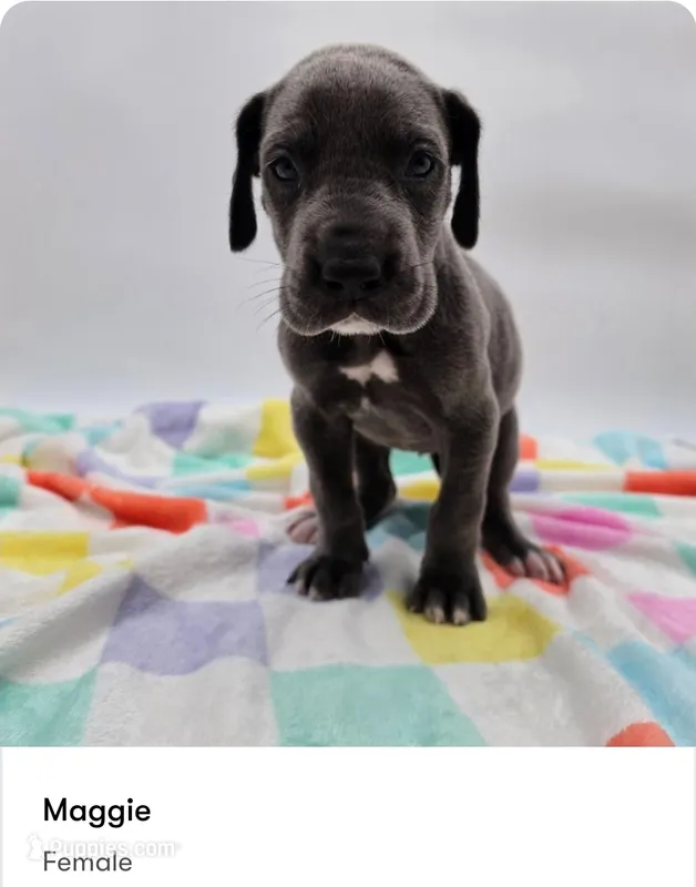 Maggie – Great Dane puppy for sale in Kannapolis, NC