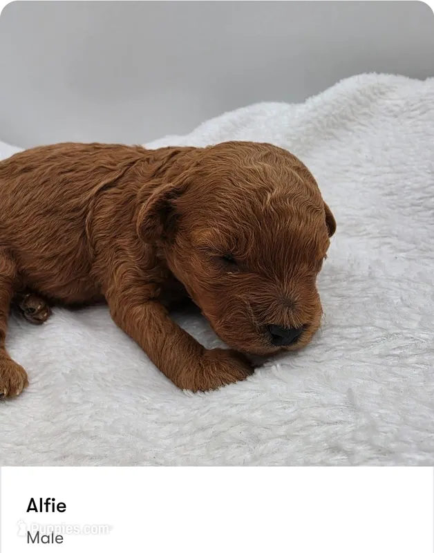 Alfie – Poodle - Toy  puppy for sale in Kannapolis, NC