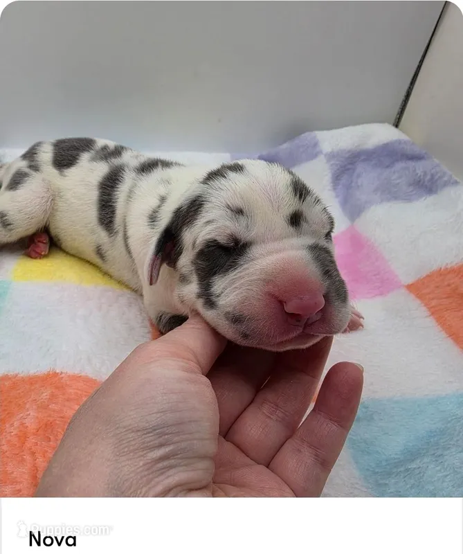 Nova – Great Dane puppy for sale in Kannapolis, NC