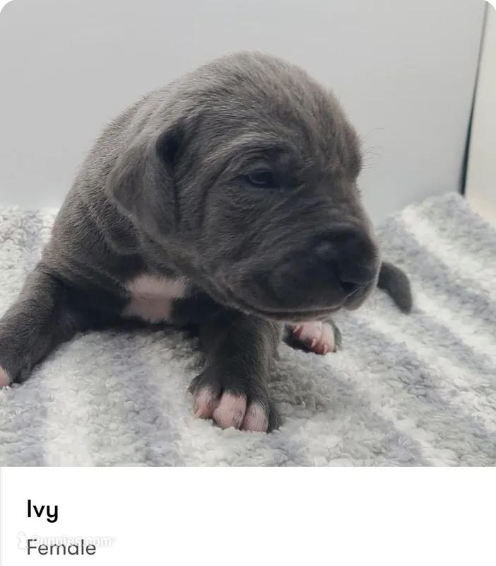 Ivy – Great Dane puppy for sale in Kannapolis, NC