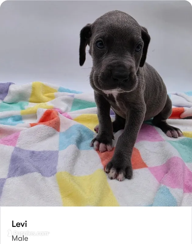 Levi – Great Dane puppy for sale in Kannapolis, NC