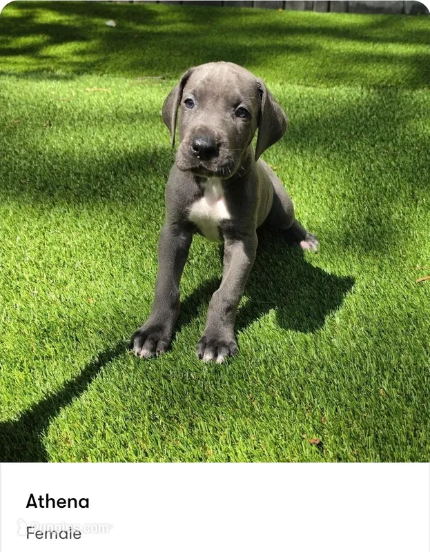 Athena – Great Dane puppy for sale in Kannapolis, NC