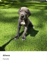 Athena, a female Great Dane for sale in Kannapolis, NC – 1 of 1
