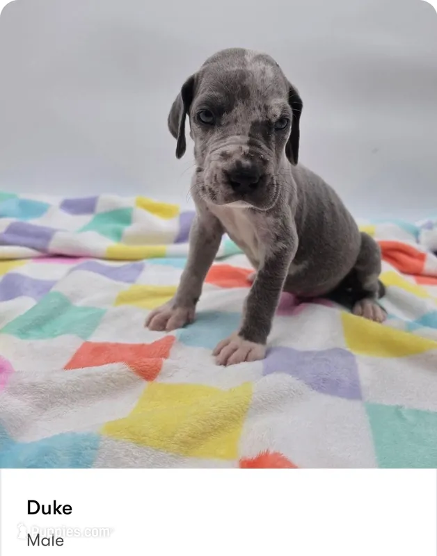 Duke – Great Dane puppy for sale in Kannapolis, NC