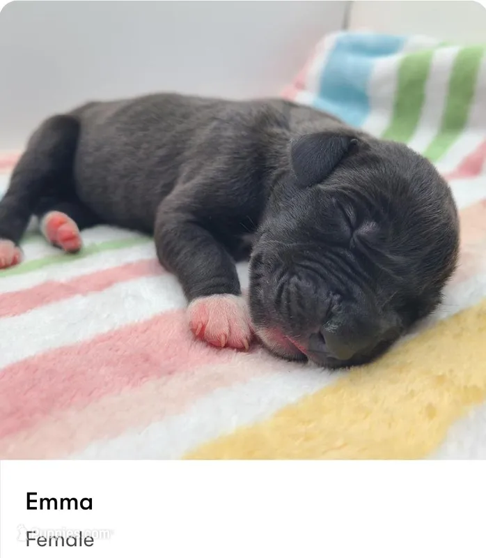 Emma – Great Dane puppy for sale in Kannapolis, NC