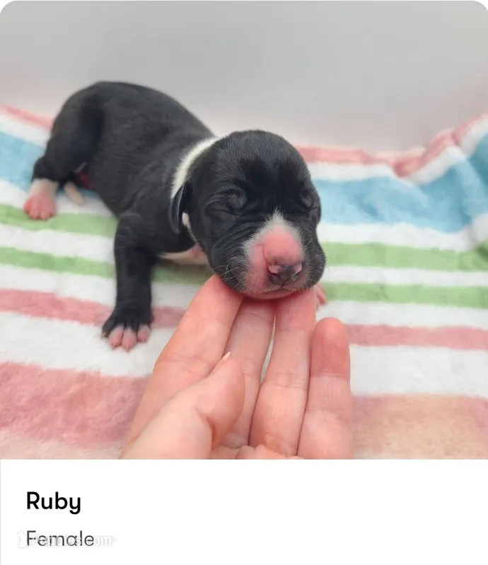 Ruby – Great Dane puppy for sale in Kannapolis, NC