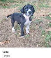 Ruby, a female Great Dane for sale in Kannapolis, NC – 1 of 1