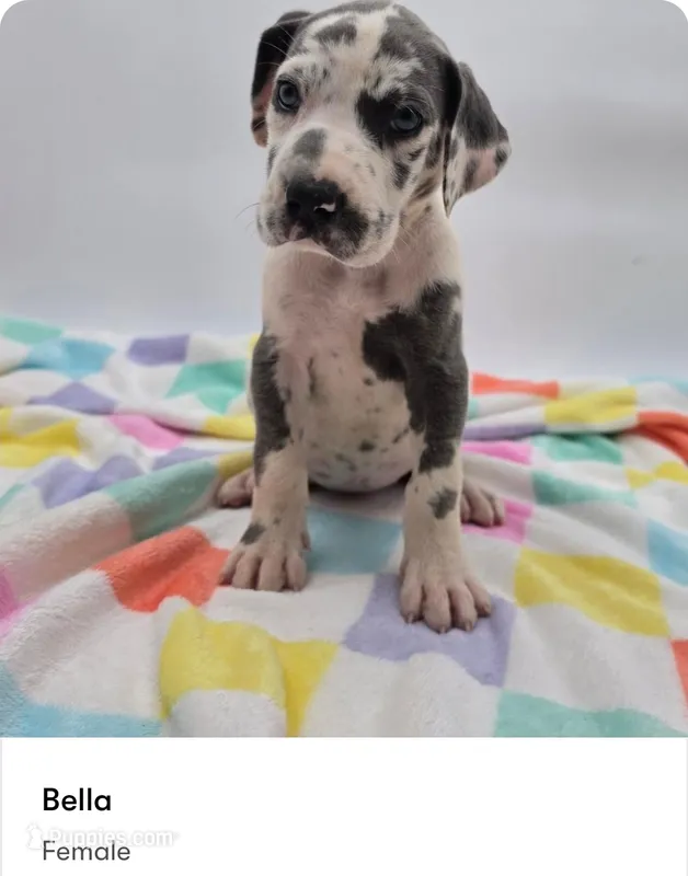 Bella – Great Dane puppy for sale in Kannapolis, NC