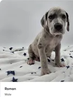 Roman, a male Great Dane for sale in Kannapolis, NC – 1 of 1