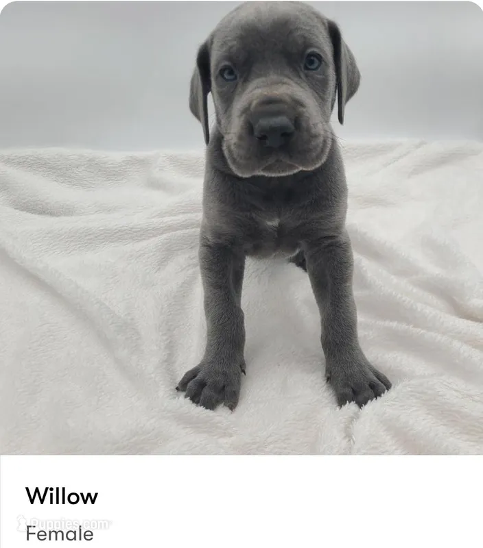 Willow – Great Dane puppy for sale in Kannapolis, NC