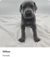 Willow, a female Great Dane for sale in Kannapolis, NC – 1 of 1