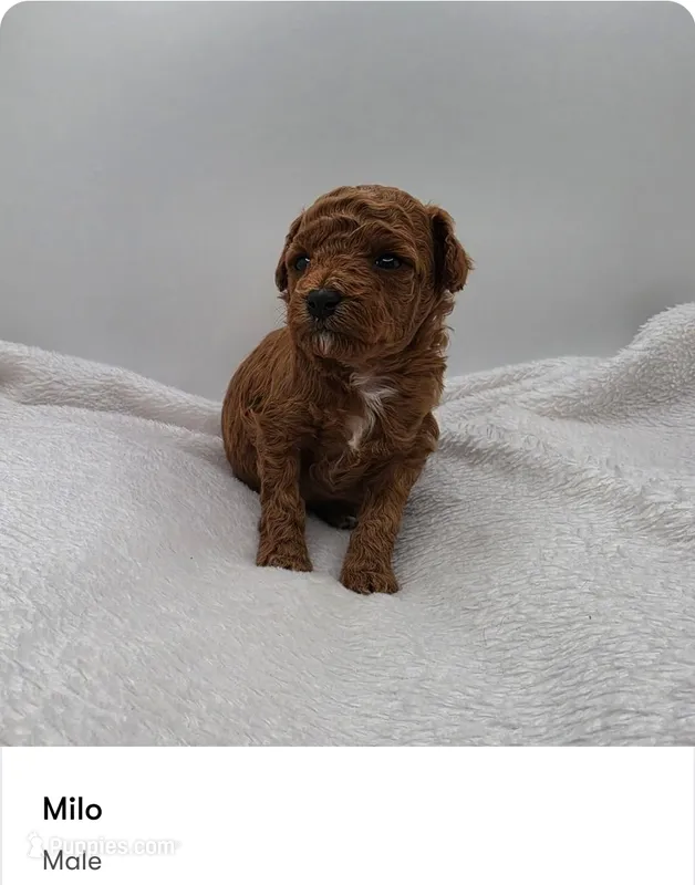 Milo – Poodle - Toy  puppy for sale in Kannapolis, NC