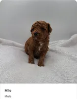 Milo, a male Poodle - Toy  for sale in Kannapolis, NC – 1 of 1