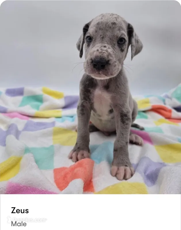 Zeus – Great Dane puppy for sale in Kannapolis, NC