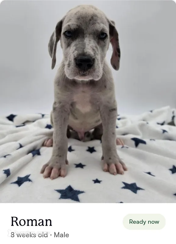 Roman – Great Dane puppy for sale in Kannapolis, NC