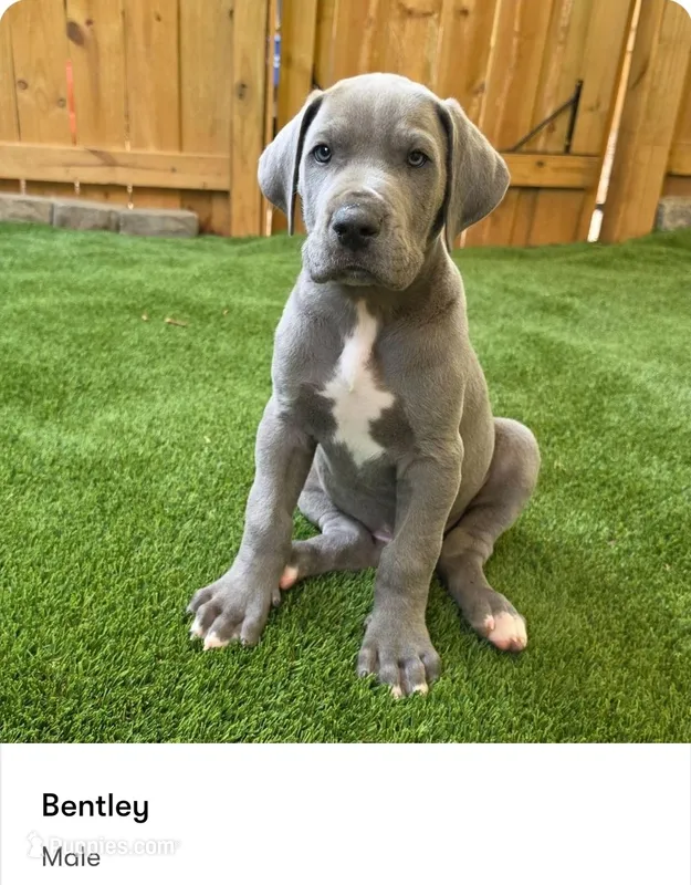 Bentley  – Great Dane puppy for sale in Kannapolis, NC