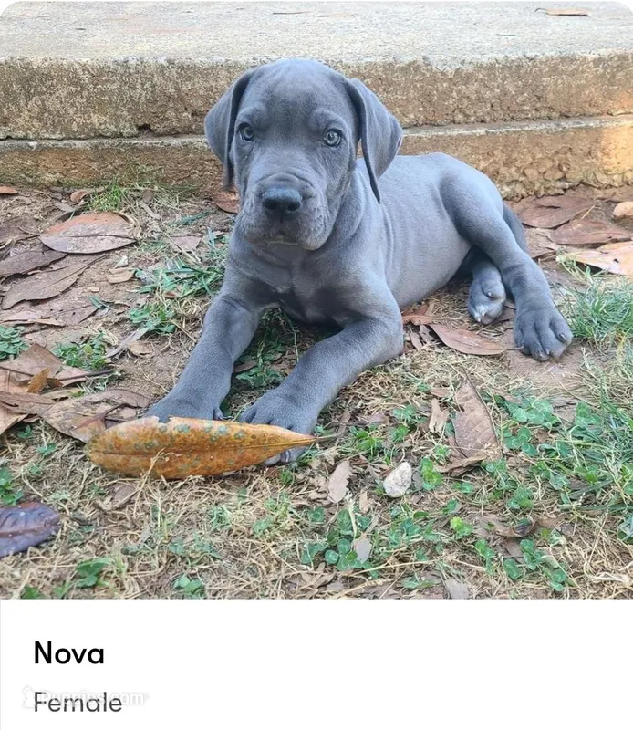 Nova – Great Dane puppy for sale in Kannapolis, NC