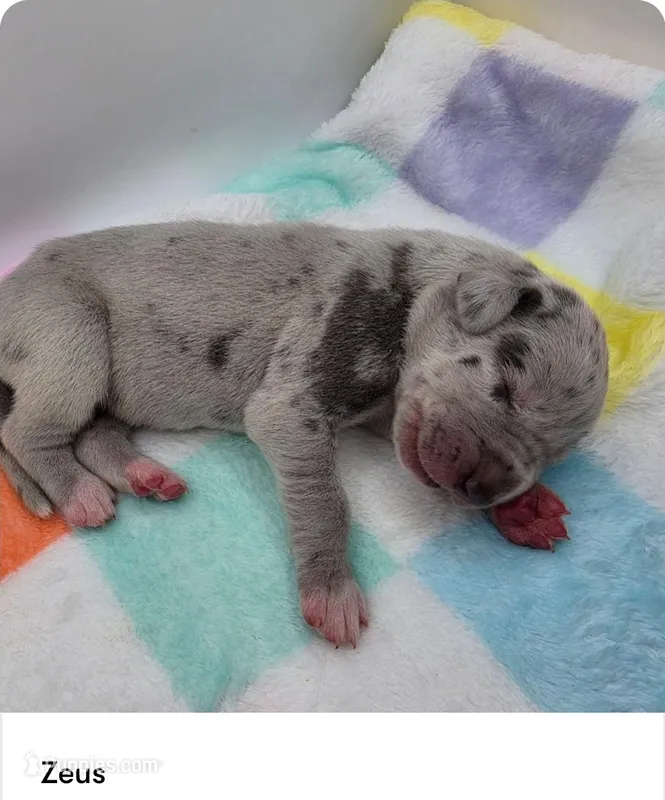 Zeus – Great Dane puppy for sale in Kannapolis, NC