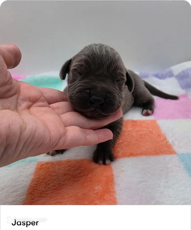 Jasper – Great Dane puppy for sale in Kannapolis, NC