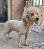 Rose, a female Poodle - Miniature  for sale in Kannapolis, NC – 3 of 3