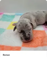 Roman, a male Great Dane for sale in Kannapolis, NC – 1 of 1