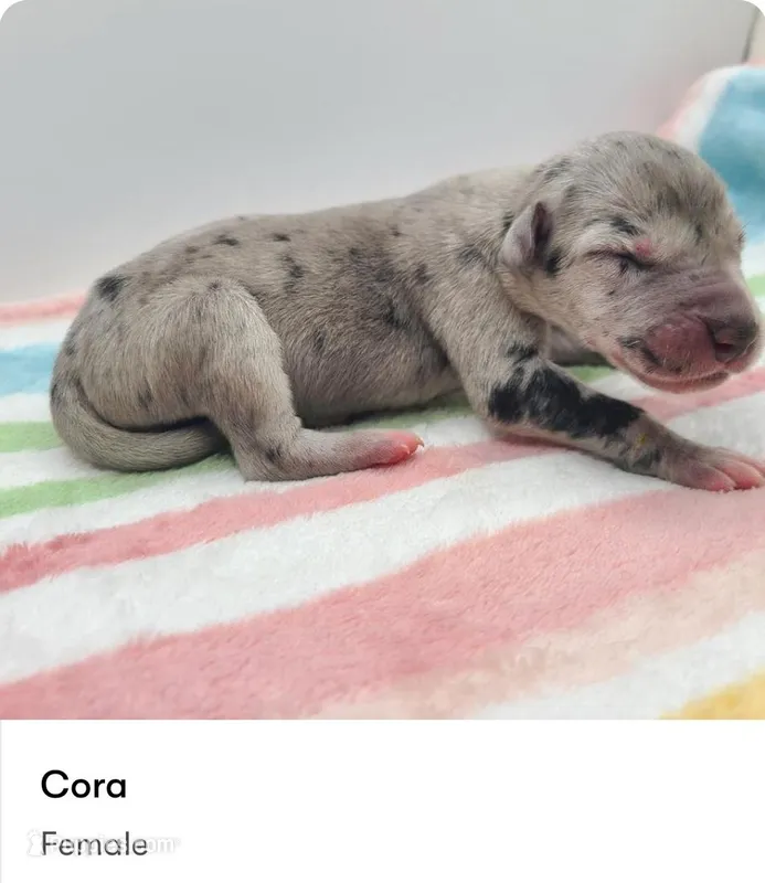 Cora – Great Dane puppy for sale in Kannapolis, NC