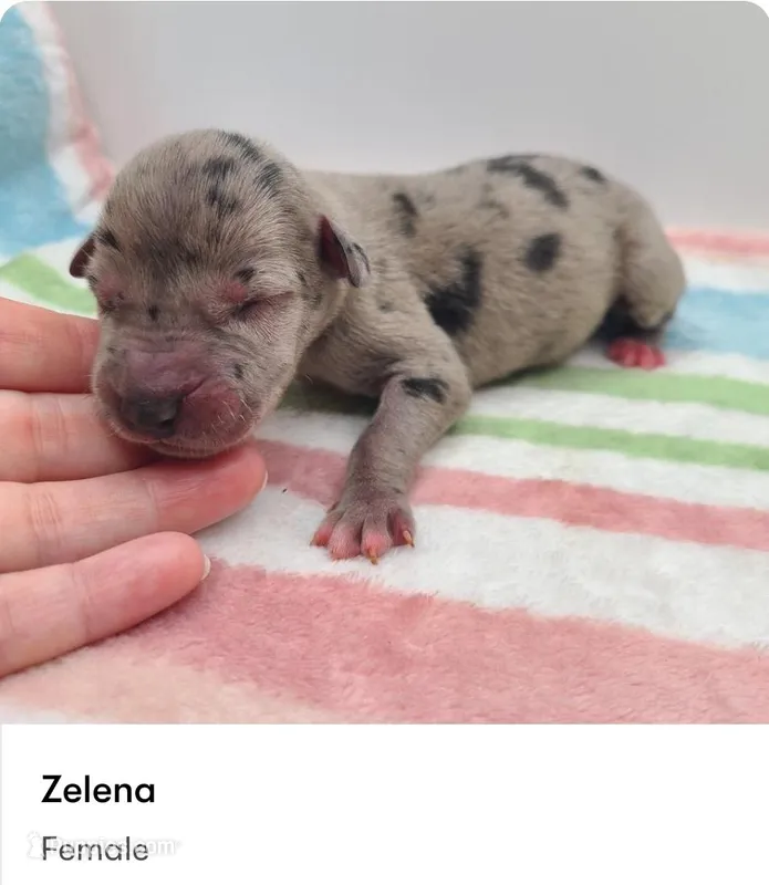 Zelena – Great Dane puppy for sale in Kannapolis, NC