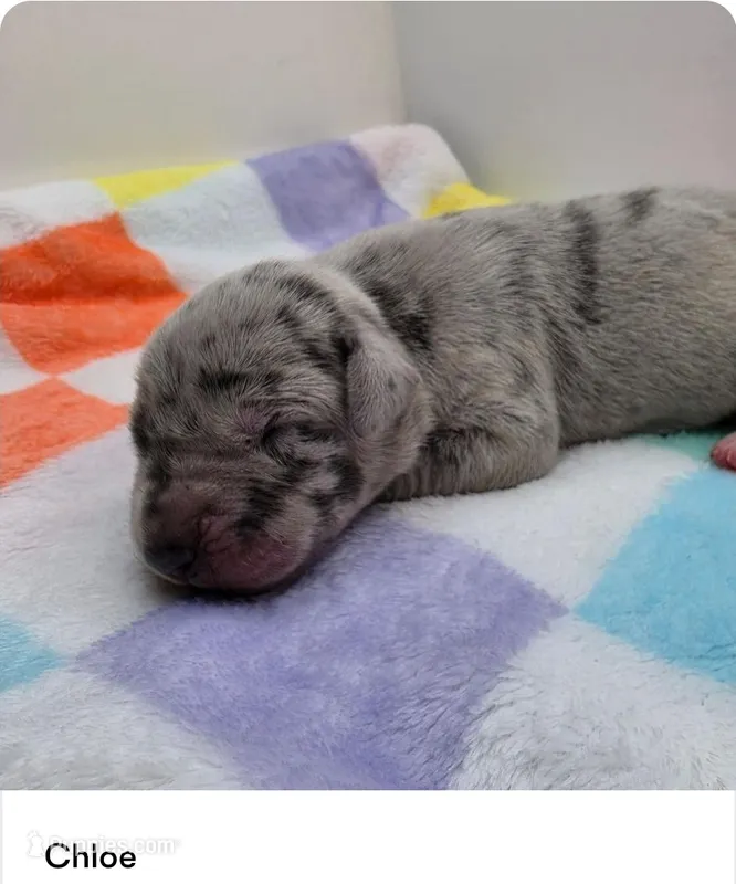Chloe – Great Dane puppy for sale in Kannapolis, NC