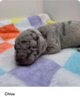 Chloe, a male Great Dane for sale in Kannapolis, NC – 1 of 1