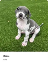 Moose, a male Great Dane for sale in Kannapolis, NC – 1 of 1