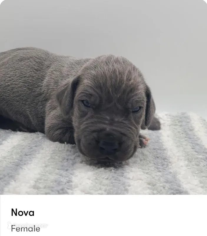 Nova – Great Dane puppy for sale in Kannapolis, NC