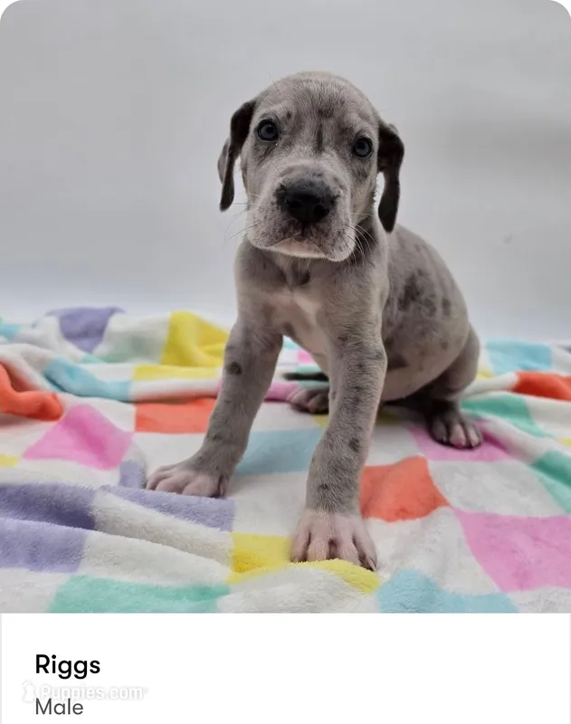Riggs – Great Dane puppy for sale in Kannapolis, NC
