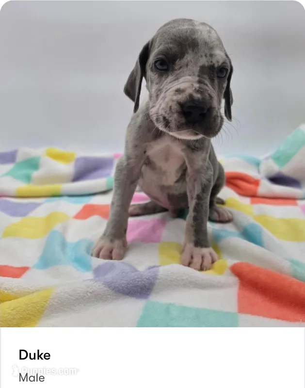 Duke – Great Dane puppy for sale in Kannapolis, NC