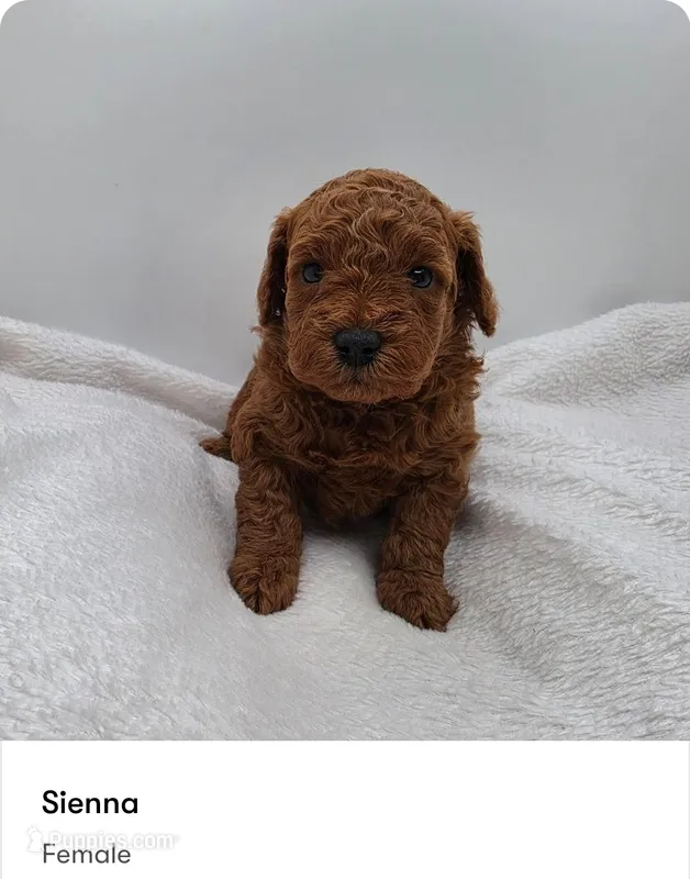 Sienna – Poodle - Miniature  puppy for sale in Kannapolis, NC