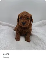 Sienna, a female Poodle - Miniature  for sale in Kannapolis, NC – 1 of 1