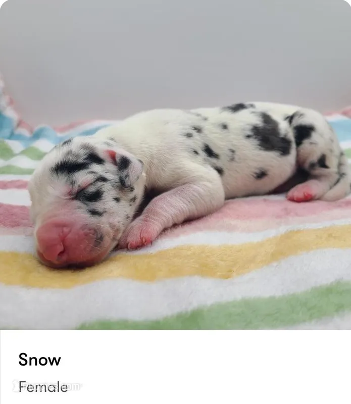 Snow – Great Dane puppy for sale in Kannapolis, NC