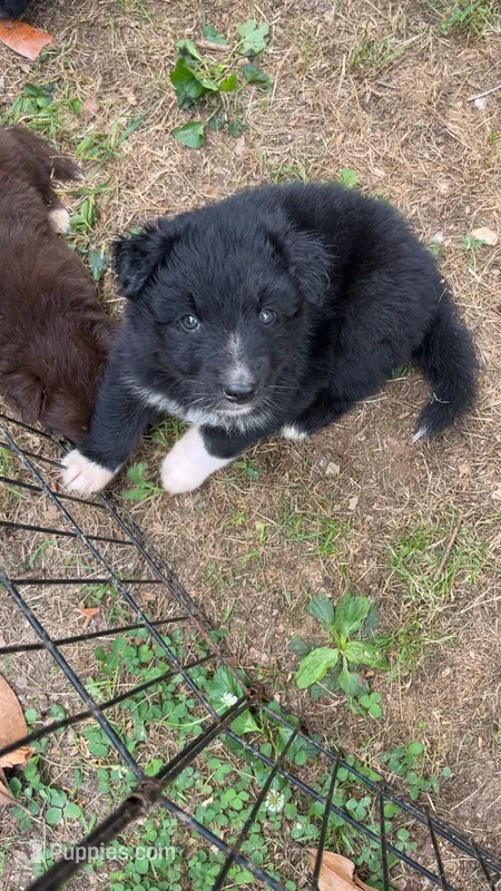 Rocky – Australian Shepherd puppy for sale in Greensboro, NC