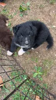 Rocky, a male Australian Shepherd for sale in Greensboro, NC – 2 of 2