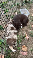 Remi , a female Miniature American Shepherd for sale in Greensboro, NC – 2 of 3