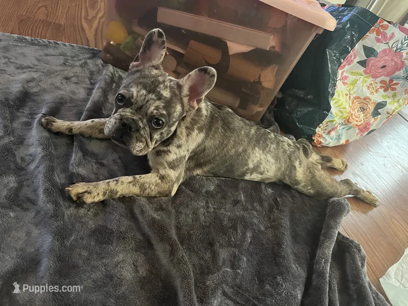 Bentleigh  – French Bulldog puppy for sale in Greensboro, NC