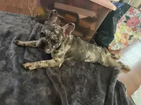 Bentleigh , a female French Bulldog for sale in Greensboro, NC – 1 of 4