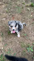 Wolf, a male Australian Shepherd for sale in Greensboro, NC – 2 of 2